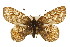  (Boloria improba acrocnema - CSUPOBK-0515)  @11 [ ] CreativeCommons - Attribution (2010) CBG Photography Group Centre for Biodiversity Genomics