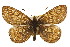  ( - CSUPOBK-0516)  @11 [ ] CreativeCommons - Attribution (2010) CBG Photography Group Centre for Biodiversity Genomics