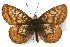  ( - CSUPOBK-0517)  @11 [ ] CreativeCommons - Attribution (2010) CBG Photography Group Centre for Biodiversity Genomics