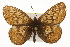  (Boloria improba - CSUPOBK-0518)  @13 [ ] CreativeCommons - Attribution (2010) CBG Photography Group Centre for Biodiversity Genomics