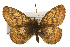  ( - CSUPOBK-0519)  @11 [ ] CreativeCommons - Attribution (2010) CBG Photography Group Centre for Biodiversity Genomics