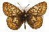  ( - CSUPOBK-0521)  @11 [ ] CreativeCommons - Attribution (2010) CBG Photography Group Centre for Biodiversity Genomics