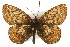  ( - CSUPOBK-0522)  @11 [ ] CreativeCommons - Attribution (2010) CBG Photography Group Centre for Biodiversity Genomics