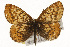  ( - CSUPOBK-0523)  @11 [ ] CreativeCommons - Attribution (2010) CBG Photography Group Centre for Biodiversity Genomics