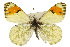  (Anthocharis julia - CSUPOBK-0531)  @15 [ ] CreativeCommons - Attribution (2010) CBG Photography Group Centre for Biodiversity Genomics