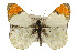 (Anthocharis sara stella - CSUPOBK-0533)  @11 [ ] CreativeCommons - Attribution (2010) CBG Photography Group Centre for Biodiversity Genomics