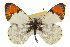  ( - CSUPOBK-0534)  @15 [ ] CreativeCommons - Attribution (2010) CBG Photography Group Centre for Biodiversity Genomics