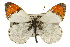  ( - CSUPOBK-0535)  @13 [ ] CreativeCommons - Attribution (2010) CBG Photography Group Centre for Biodiversity Genomics