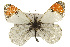  ( - CSUPOBK-0537)  @14 [ ] CreativeCommons - Attribution (2010) CBG Photography Group Centre for Biodiversity Genomics