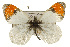  ( - CSUPOBK-0538)  @11 [ ] CreativeCommons - Attribution (2010) CBG Photography Group Centre for Biodiversity Genomics
