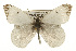  (Anthocharis lanceolata lanceolata - CSUPOBK-0540)  @15 [ ] CreativeCommons - Attribution (2010) CBG Photography Group Centre for Biodiversity Genomics