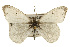  ( - CSUPOBK-0541)  @14 [ ] CreativeCommons - Attribution (2010) CBG Photography Group Centre for Biodiversity Genomics