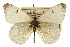  ( - CSUPOBK-0543)  @11 [ ] CreativeCommons - Attribution (2010) CBG Photography Group Centre for Biodiversity Genomics