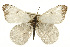  (Anthocharis lanceolata - CSUPOBK-0545)  @15 [ ] CreativeCommons - Attribution (2010) CBG Photography Group Centre for Biodiversity Genomics
