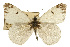  ( - CSUPOBK-0550)  @11 [ ] CreativeCommons - Attribution (2010) CBG Photography Group Centre for Biodiversity Genomics