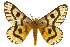  ( - CSUPOBK-0567)  @14 [ ] CreativeCommons - Attribution (2010) CBG Photography Group Centre for Biodiversity Genomics