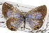  ( - CSUPOBK-0594)  @14 [ ] CreativeCommons - Attribution (2010) CBG Photography Group Centre for Biodiversity Genomics