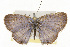  ( - CSUPOBK-0595)  @15 [ ] CreativeCommons - Attribution (2010) CBG Photography Group Centre for Biodiversity Genomics