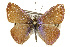  (Udara - CSUPOBK-0619)  @15 [ ] CreativeCommons - Attribution (2010) CBG Photography Group Centre for Biodiversity Genomics