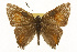  ( - CSUPOBK-0625)  @11 [ ] CreativeCommons - Attribution (2010) CBG Photography Group Centre for Biodiversity Genomics