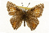  ( - CSUPOBK-0626)  @11 [ ] CreativeCommons - Attribution (2010) CBG Photography Group Centre for Biodiversity Genomics
