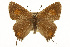  ( - CSUPOBK-0627)  @11 [ ] CreativeCommons - Attribution (2010) CBG Photography Group Centre for Biodiversity Genomics