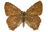  (Satyrium edwardsii - CSUPOBK-0634)  @14 [ ] CreativeCommons - Attribution (2010) CBG Photography Group Centre for Biodiversity Genomics