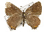  ( - CSUPOBK-0636)  @12 [ ] CreativeCommons - Attribution (2010) CBG Photography Group Centre for Biodiversity Genomics