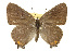  (Satyrium acadica - CSUPOBK-0640)  @14 [ ] CreativeCommons - Attribution (2010) CBG Photography Group Centre for Biodiversity Genomics