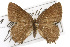  ( - CSUPOBK-0641)  @14 [ ] CreativeCommons - Attribution (2010) CBG Photography Group Centre for Biodiversity Genomics