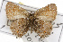  (Callophrys thornei - CSUPOBK-0654)  @11 [ ] CreativeCommons - Attribution (2010) CBG Photography Group Centre for Biodiversity Genomics