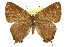  ( - CSUPOBK-0767)  @14 [ ] CreativeCommons - Attribution (2010) CBG Photography Group Centre for Biodiversity Genomics