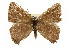  ( - CSUPOBK-0768)  @11 [ ] CreativeCommons - Attribution (2010) CBG Photography Group Centre for Biodiversity Genomics