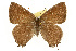  ( - CSUPOBK-0769)  @14 [ ] CreativeCommons - Attribution (2010) CBG Photography Group Centre for Biodiversity Genomics