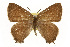  (Satyrium caryaevorus - CSUPOBK-0770)  @14 [ ] CreativeCommons - Attribution (2010) CBG Photography Group Centre for Biodiversity Genomics