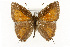  ( - CSUPOBK-0786)  @15 [ ] CreativeCommons - Attribution (2010) CBG Photography Group Centre for Biodiversity Genomics