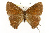  ( - CSUPOBK-0787)  @11 [ ] CreativeCommons - Attribution (2010) CBG Photography Group Centre for Biodiversity Genomics