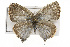  ( - CSUPOBK-0810)  @14 [ ] CreativeCommons - Attribution (2010) CBG Photography Group Centre for Biodiversity Genomics