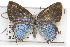  ( - CSUPOBK-0830)  @13 [ ] CreativeCommons - Attribution (2010) CBG Photography Group Centre for Biodiversity Genomics