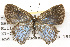  ( - CSUPOBK-0831)  @13 [ ] CreativeCommons - Attribution (2010) CBG Photography Group Centre for Biodiversity Genomics