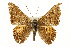  ( - CSUPOBK-0843)  @11 [ ] CreativeCommons - Attribution (2010) CBG Photography Group Centre for Biodiversity Genomics