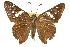  ( - CSUPOBK-1108)  @14 [ ] CreativeCommons - Attribution (2010) CBG Photography Group Centre for Biodiversity Genomics