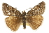  (Erynnis telemachus - CSUPOBK-1138)  @14 [ ] CreativeCommons - Attribution (2010) CBG Photography Group Centre for Biodiversity Genomics