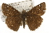  ( - CSUPOBK-1216)  @15 [ ] CreativeCommons - Attribution (2010) CBG Photography Group Centre for Biodiversity Genomics