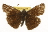  (Erynnis scudderi - CSUPOBK-1217)  @15 [ ] CreativeCommons - Attribution (2010) CBG Photography Group Centre for Biodiversity Genomics