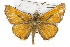 ( - CSUPOBK-1278)  @14 [ ] CreativeCommons - Attribution (2010) CBG Photography Group Centre for Biodiversity Genomics