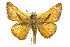  (Ochlodes yuma - CSUPOBK-1279)  @15 [ ] CreativeCommons - Attribution (2010) CBG Photography Group Centre for Biodiversity Genomics