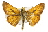  ( - CSUPOBK-1280)  @14 [ ] CreativeCommons - Attribution (2010) CBG Photography Group Centre for Biodiversity Genomics