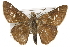  (Atrytonopsis vierecki - CSUPOBK-1283)  @14 [ ] CreativeCommons - Attribution (2010) CBG Photography Group Centre for Biodiversity Genomics