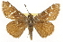  ( - CSUPOBK-1285)  @13 [ ] CreativeCommons - Attribution (2010) CBG Photography Group Centre for Biodiversity Genomics